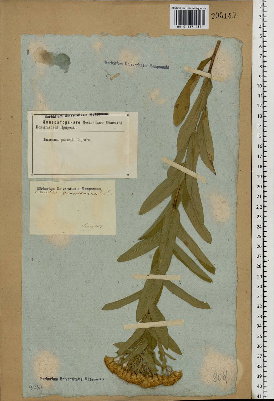 Pentanema germanicum (L.) D. Gut. Larr., Santos-Vicente, Anderb., E. Rico & M. M. Mart. Ort., Eastern Europe, Lower Volga region (E9) (Russia)