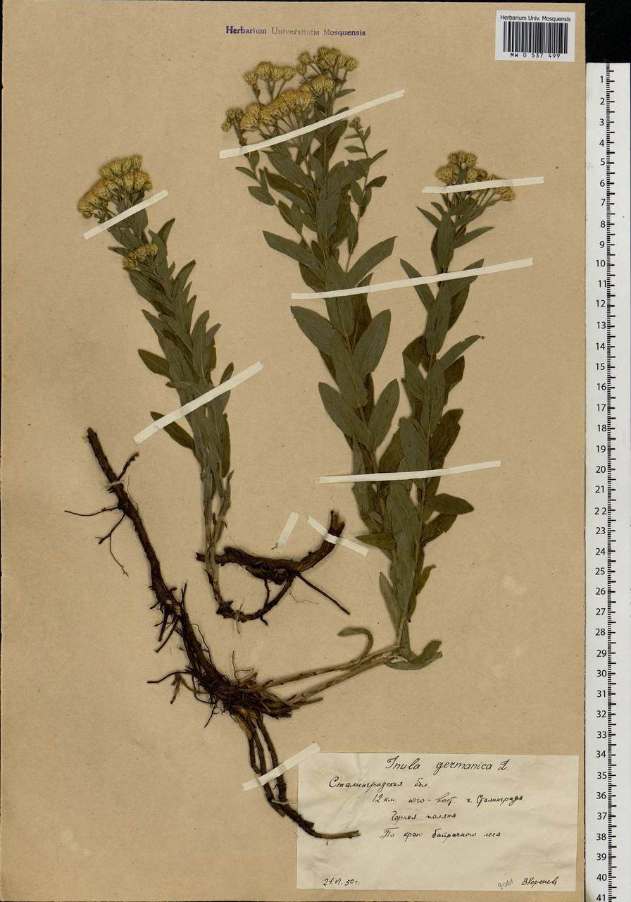 Pentanema germanicum (L.) D. Gut. Larr., Santos-Vicente, Anderb., E. Rico & M. M. Mart. Ort., Eastern Europe, Lower Volga region (E9) (Russia)