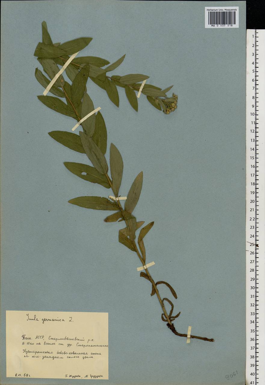 Pentanema germanicum (L.) D. Gut. Larr., Santos-Vicente, Anderb., E. Rico & M. M. Mart. Ort., Eastern Europe, Eastern region (E10) (Russia)