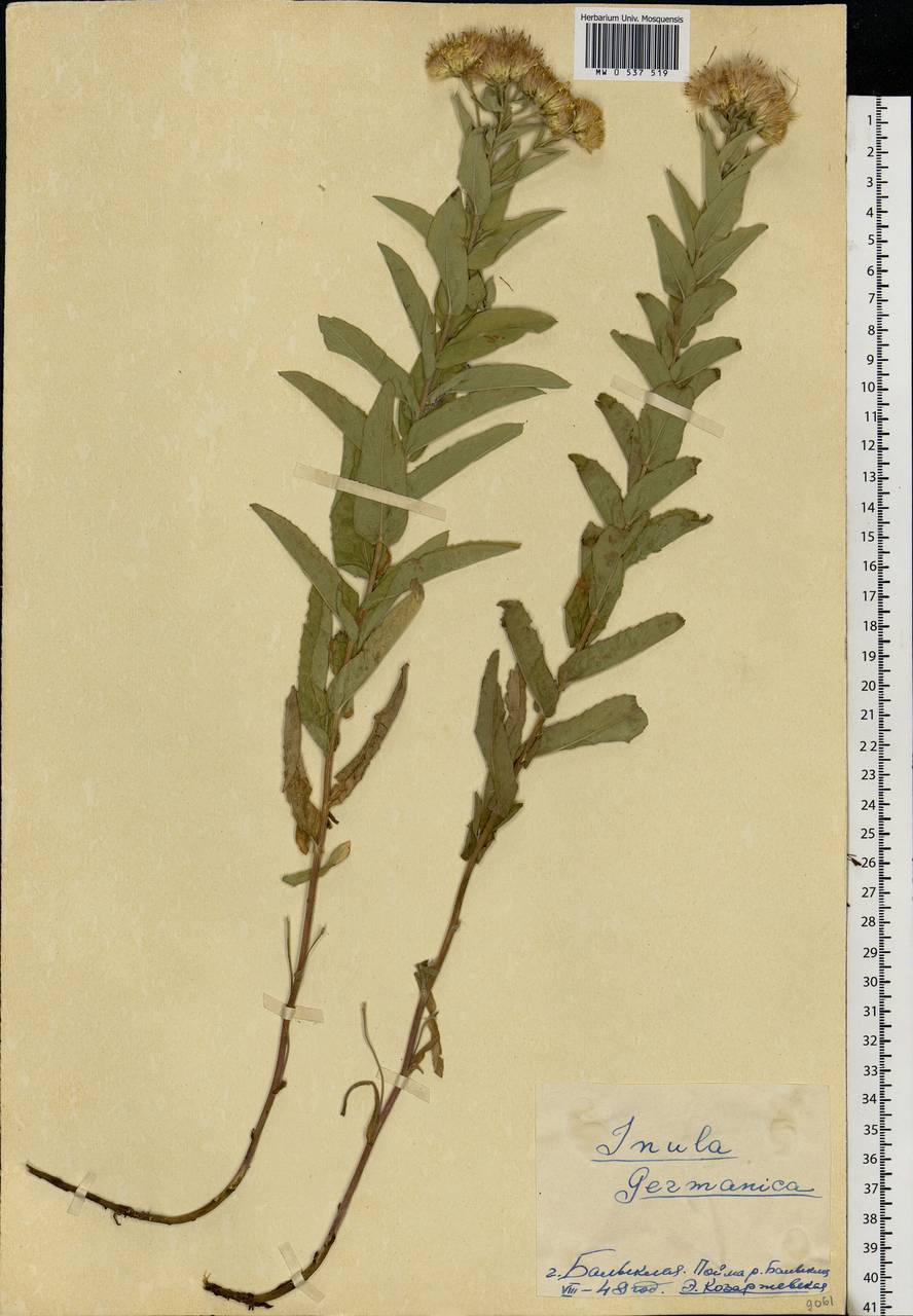 Pentanema germanicum (L.) D. Gut. Larr., Santos-Vicente, Anderb., E. Rico & M. M. Mart. Ort., Eastern Europe, Lower Volga region (E9) (Russia)