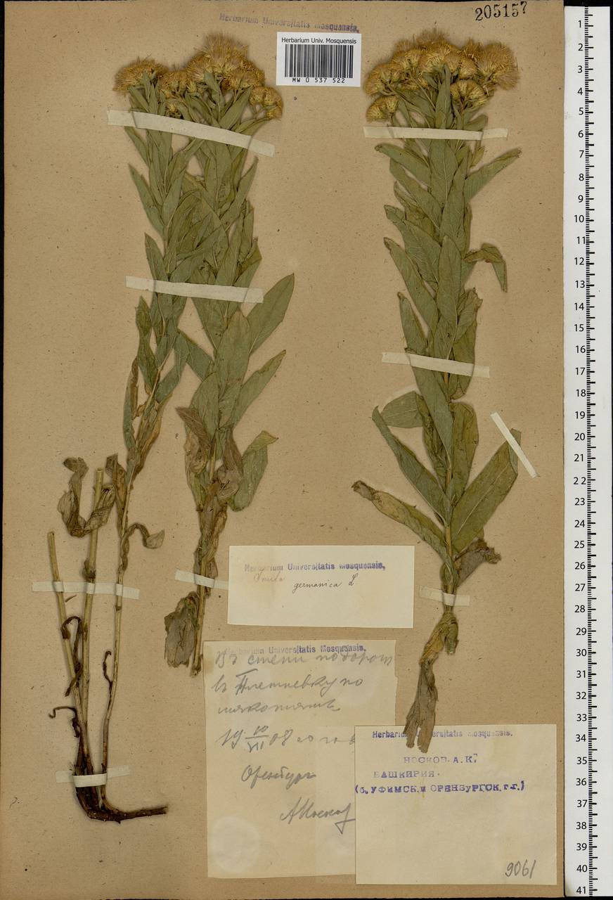 Pentanema germanicum (L.) D. Gut. Larr., Santos-Vicente, Anderb., E. Rico & M. M. Mart. Ort., Eastern Europe, Eastern region (E10) (Russia)