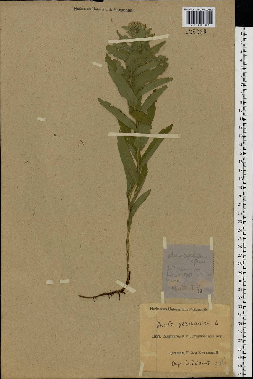 Pentanema germanicum (L.) D. Gut. Larr., Santos-Vicente, Anderb., E. Rico & M. M. Mart. Ort., Eastern Europe, North Ukrainian region (E11) (Ukraine)