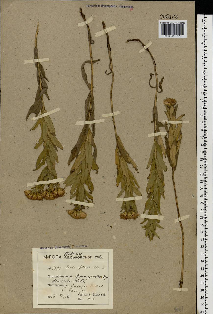 Pentanema germanicum (L.) D. Gut. Larr., Santos-Vicente, Anderb., E. Rico & M. M. Mart. Ort., Eastern Europe, South Ukrainian region (E12) (Ukraine)
