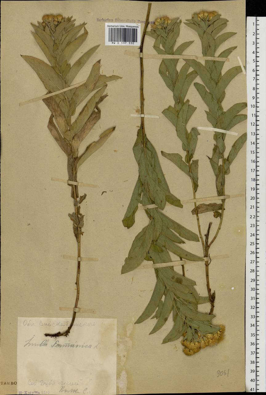 Pentanema germanicum (L.) D. Gut. Larr., Santos-Vicente, Anderb., E. Rico & M. M. Mart. Ort., Eastern Europe, Central forest-and-steppe region (E6) (Russia)