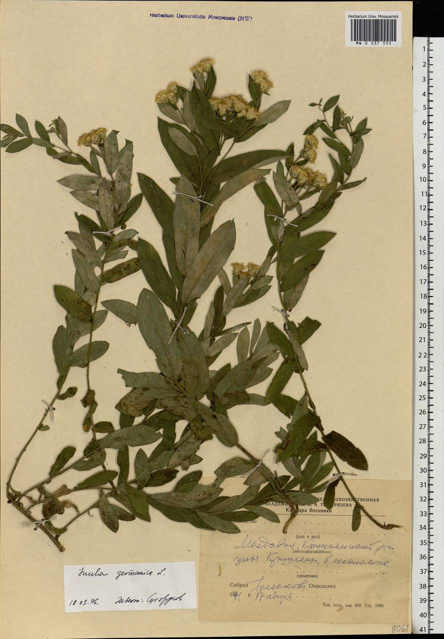 Pentanema germanicum (L.) D. Gut. Larr., Santos-Vicente, Anderb., E. Rico & M. M. Mart. Ort., Eastern Europe, Moldova (E13a) (Moldova)