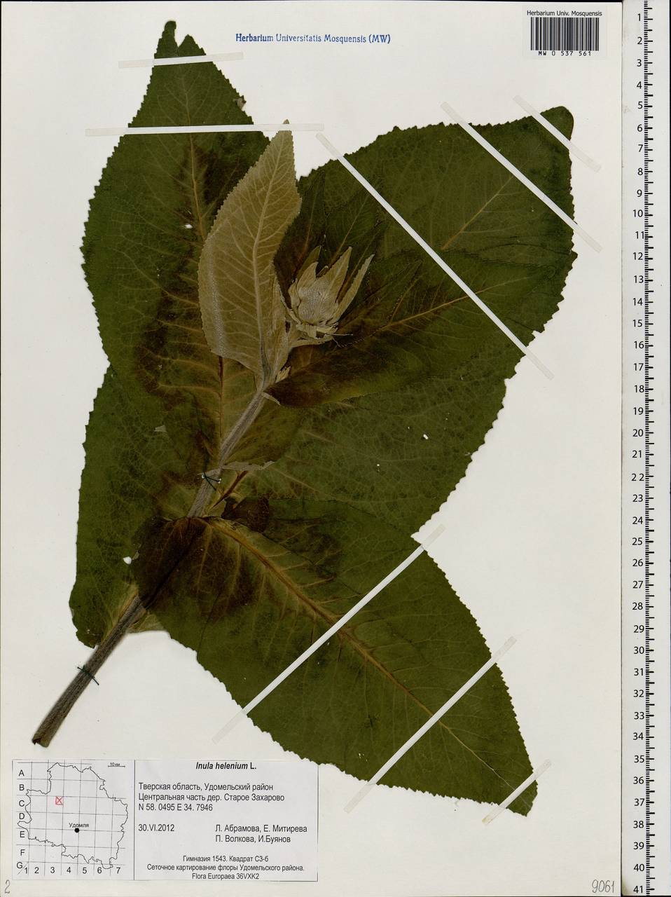 Inula helenium L., Eastern Europe, North-Western region (E2) (Russia)