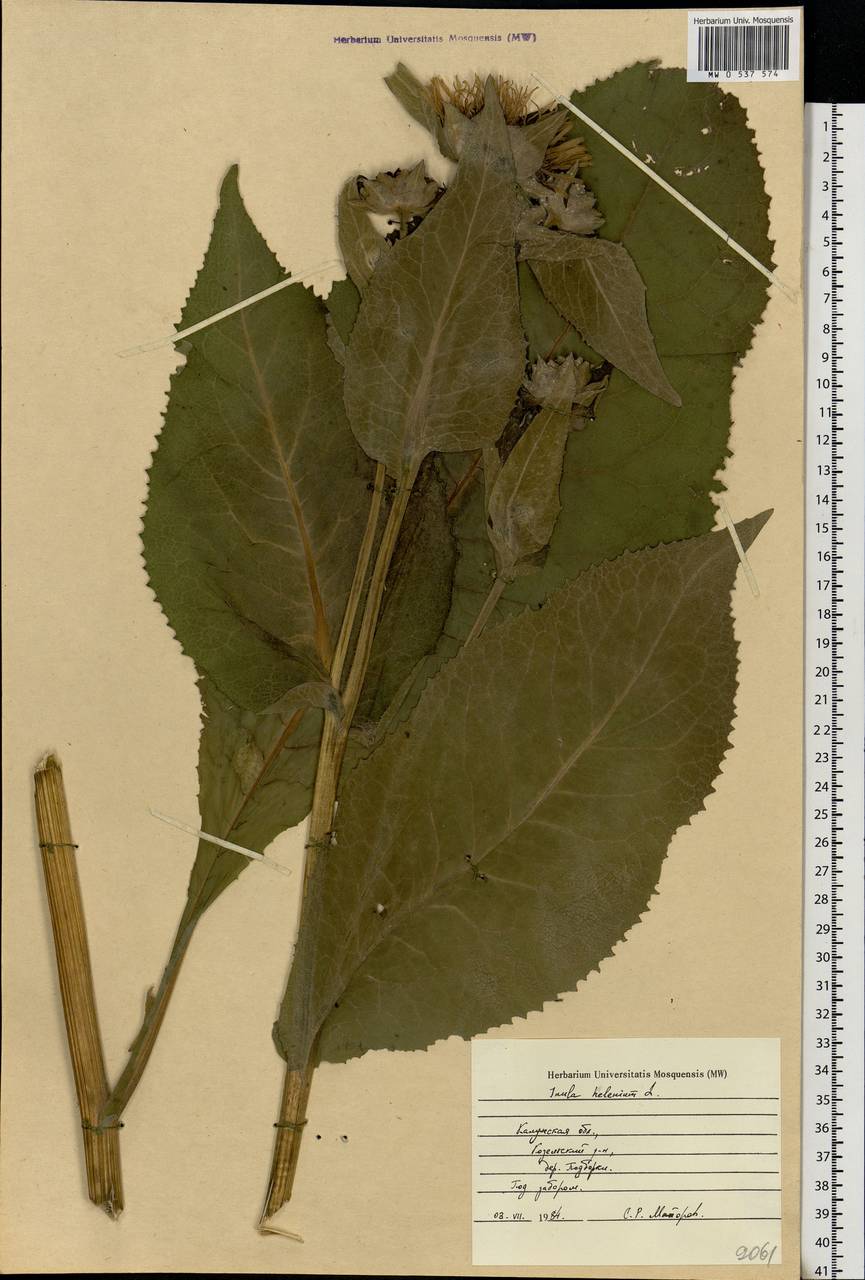 Inula helenium L., Eastern Europe, Central region (E4) (Russia)
