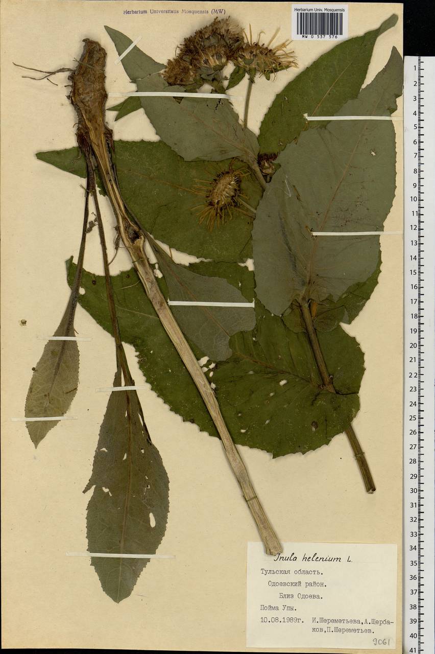 Inula helenium L., Eastern Europe, Central region (E4) (Russia)