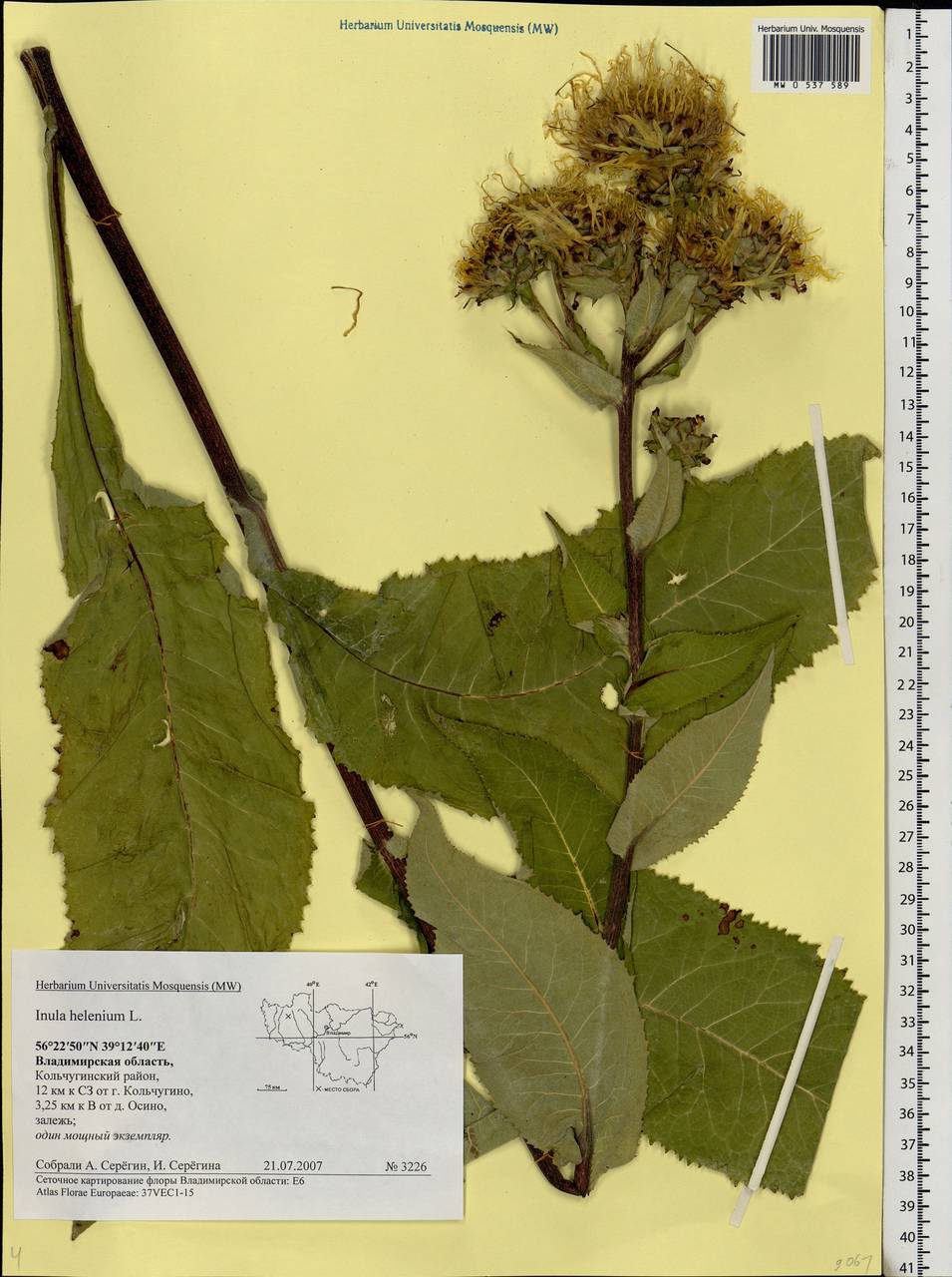 Inula helenium L., Eastern Europe, Central region (E4) (Russia)