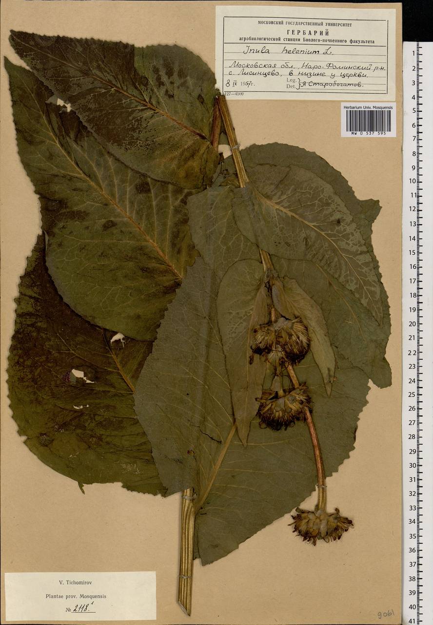 Inula helenium L., Eastern Europe, Moscow region (E4a) (Russia)