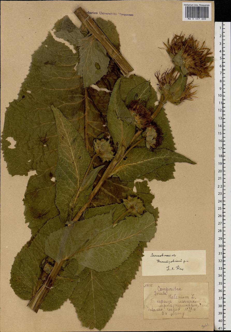 Inula helenium L., Eastern Europe, Moscow region (E4a) (Russia)