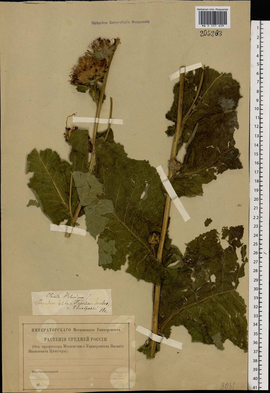 Inula helenium L., Eastern Europe, Central forest region (E5) (Russia)