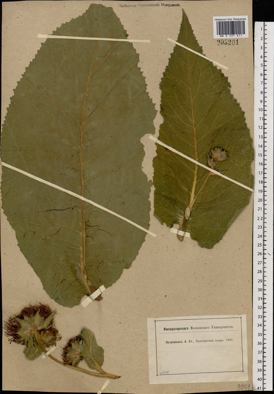 Inula helenium L., Eastern Europe, Central forest region (E5) (Russia)