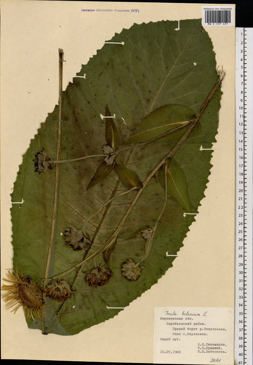 Inula helenium L., Eastern Europe, Central forest-and-steppe region (E6) (Russia)