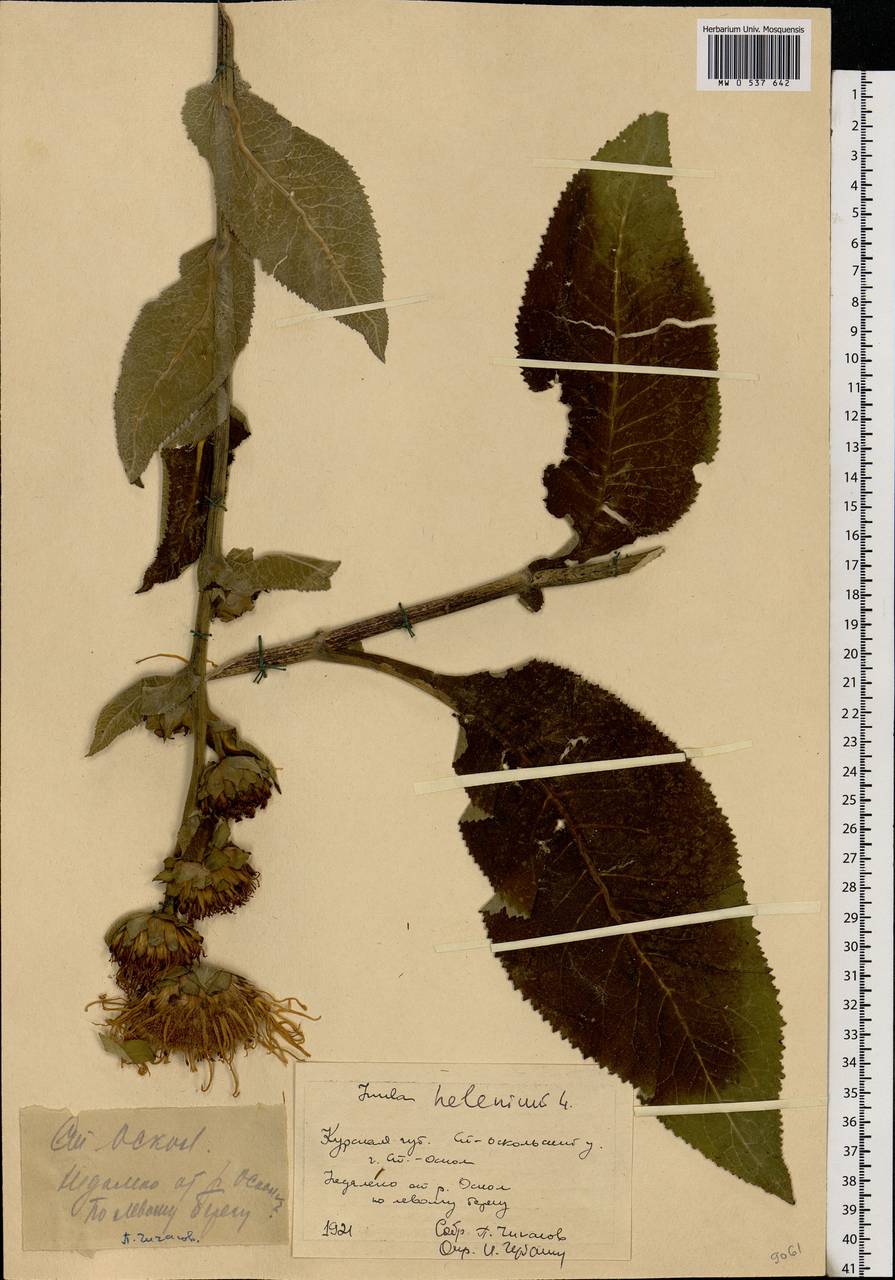 Inula helenium L., Eastern Europe, Central forest-and-steppe region (E6) (Russia)