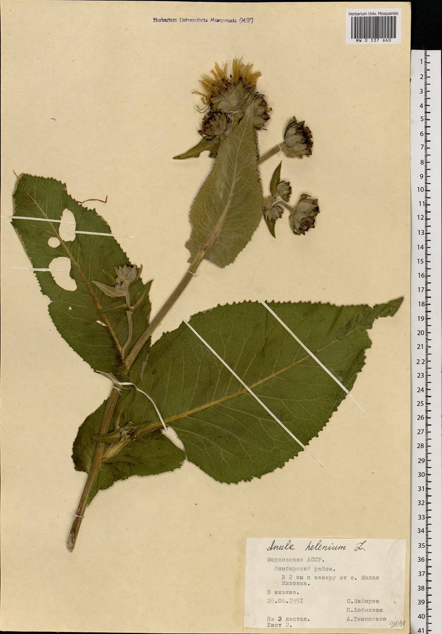 Inula helenium L., Eastern Europe, Middle Volga region (E8) (Russia)