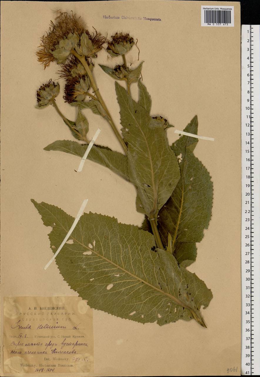 Inula helenium L., Eastern Europe, Middle Volga region (E8) (Russia)