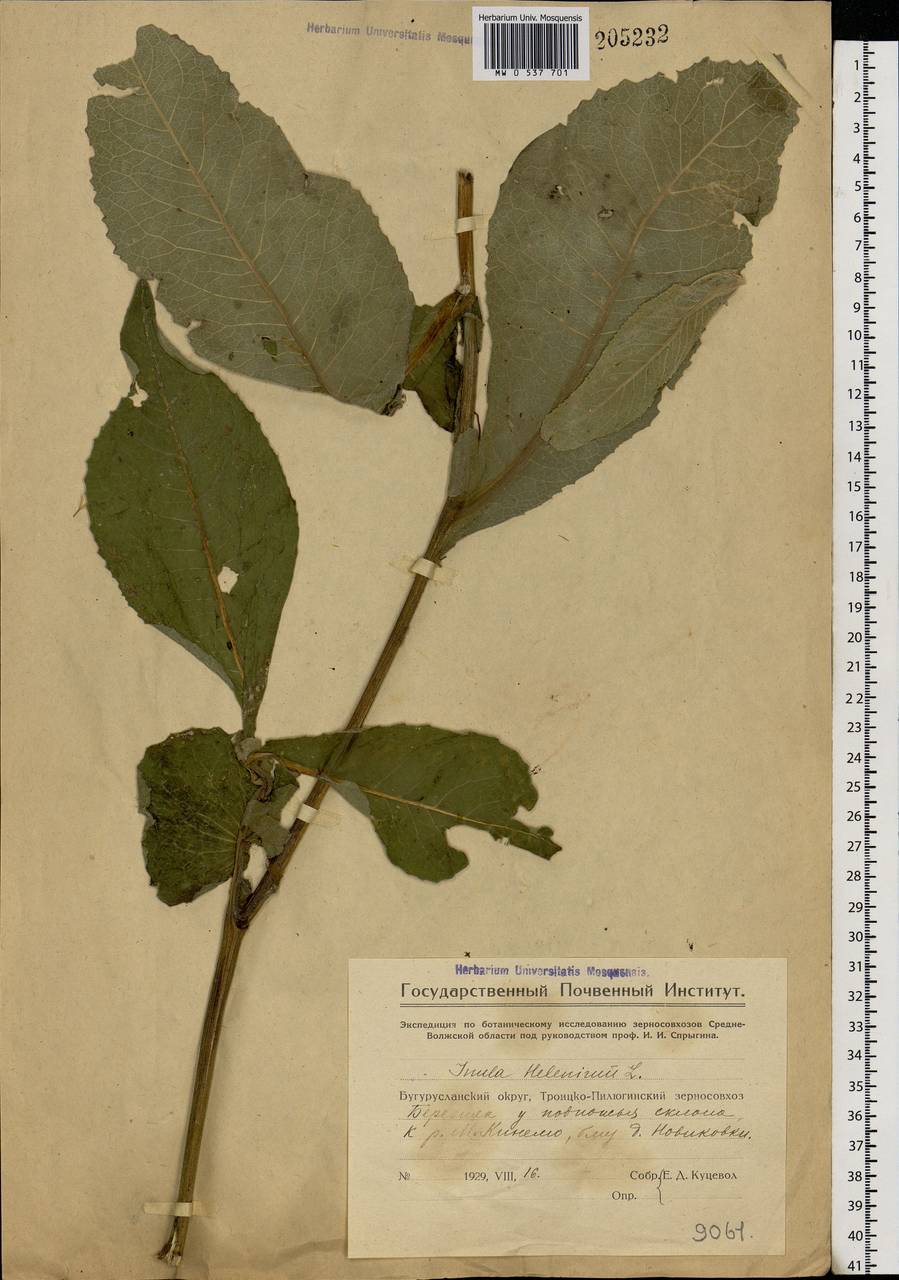 Inula helenium L., Eastern Europe, Eastern region (E10) (Russia)