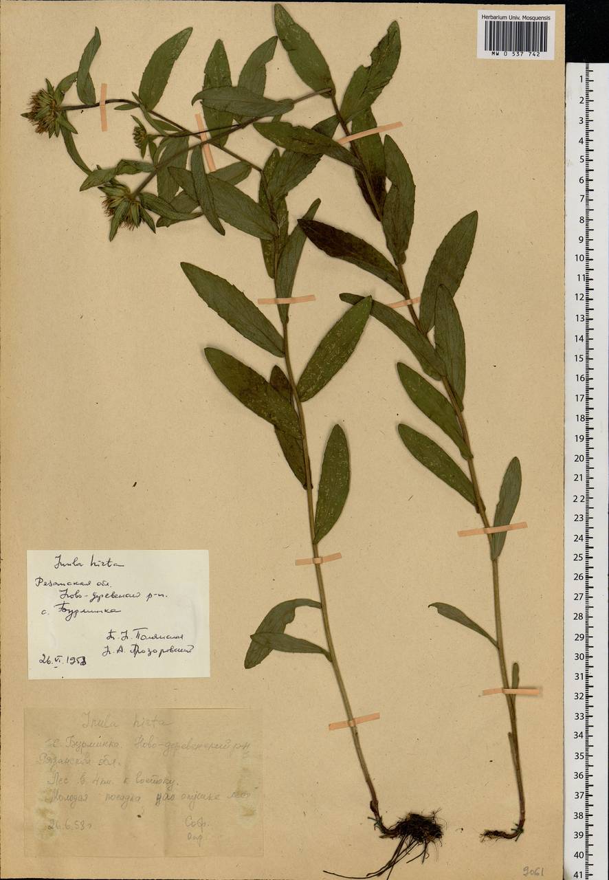 Pentanema hirtum (L.) D. Gut. Larr., Santos-Vicente, Anderb., E. Rico & M. M. Mart. Ort., Eastern Europe, Central region (E4) (Russia)