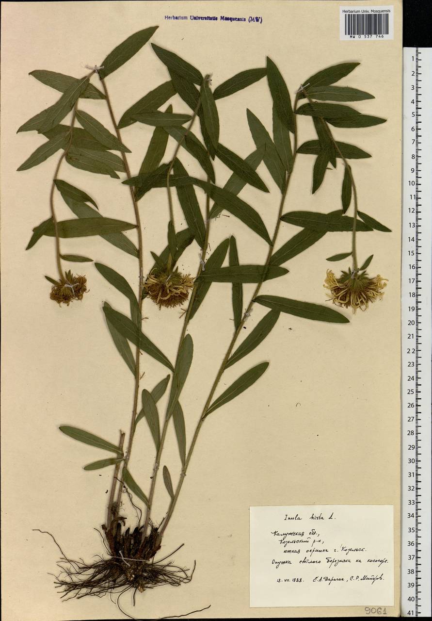 Pentanema hirtum (L.) D. Gut. Larr., Santos-Vicente, Anderb., E. Rico & M. M. Mart. Ort., Eastern Europe, Central region (E4) (Russia)