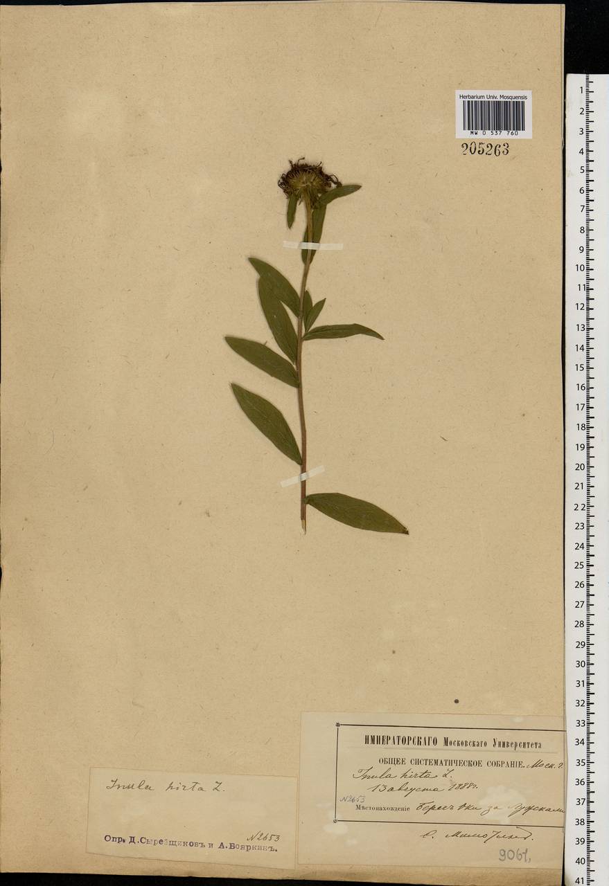 Pentanema hirtum (L.) D. Gut. Larr., Santos-Vicente, Anderb., E. Rico & M. M. Mart. Ort., Eastern Europe, Moscow region (E4a) (Russia)