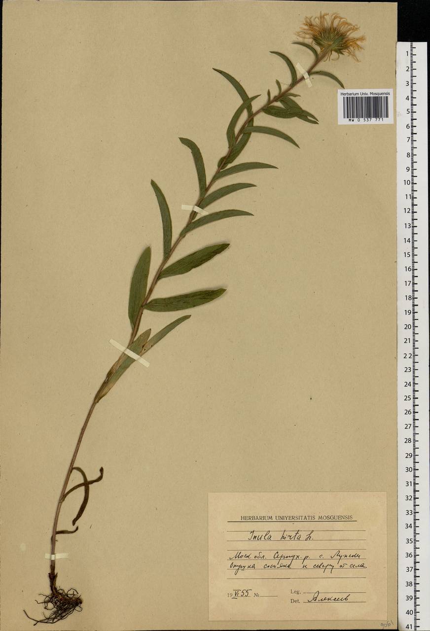 Pentanema hirtum (L.) D. Gut. Larr., Santos-Vicente, Anderb., E. Rico & M. M. Mart. Ort., Eastern Europe, Moscow region (E4a) (Russia)