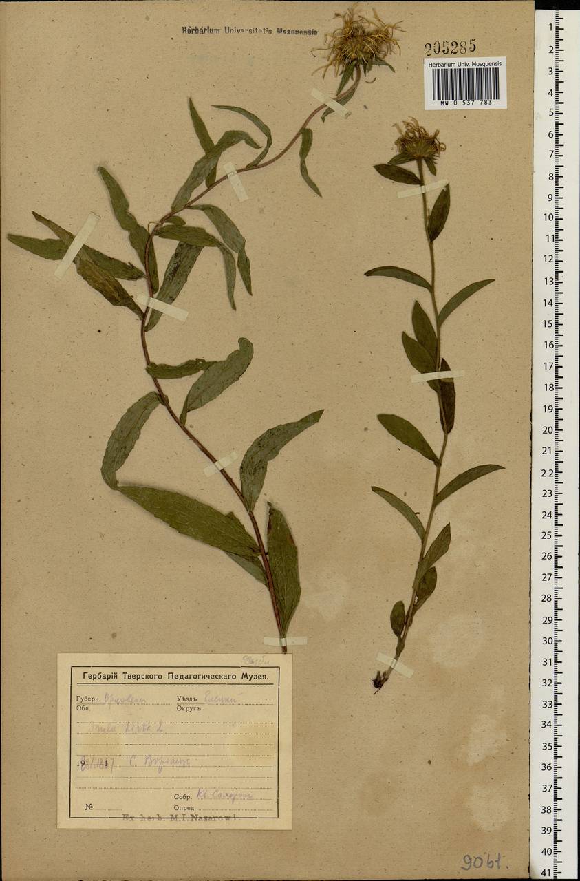 Pentanema hirtum (L.) D. Gut. Larr., Santos-Vicente, Anderb., E. Rico & M. M. Mart. Ort., Eastern Europe, Central forest-and-steppe region (E6) (Russia)