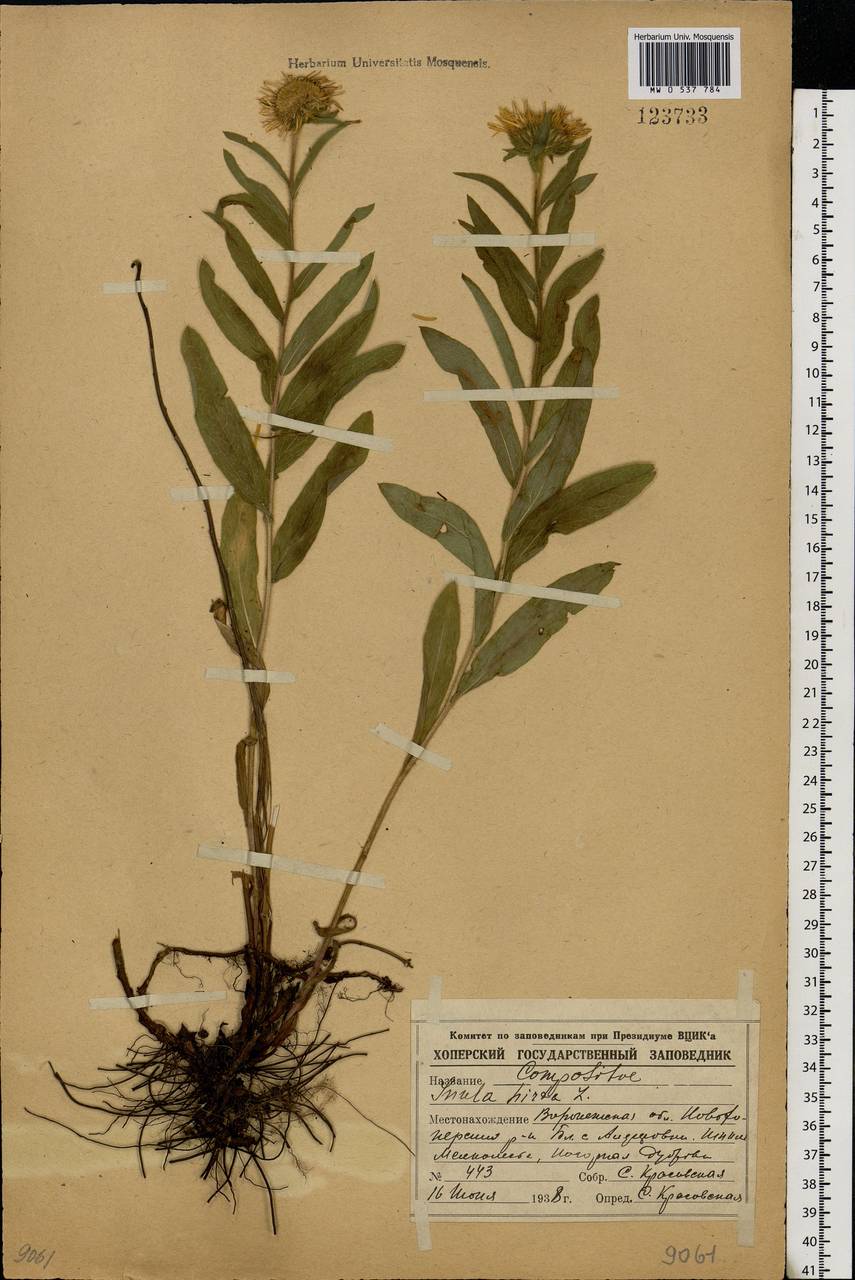 Pentanema hirtum (L.) D. Gut. Larr., Santos-Vicente, Anderb., E. Rico & M. M. Mart. Ort., Eastern Europe, Central forest-and-steppe region (E6) (Russia)