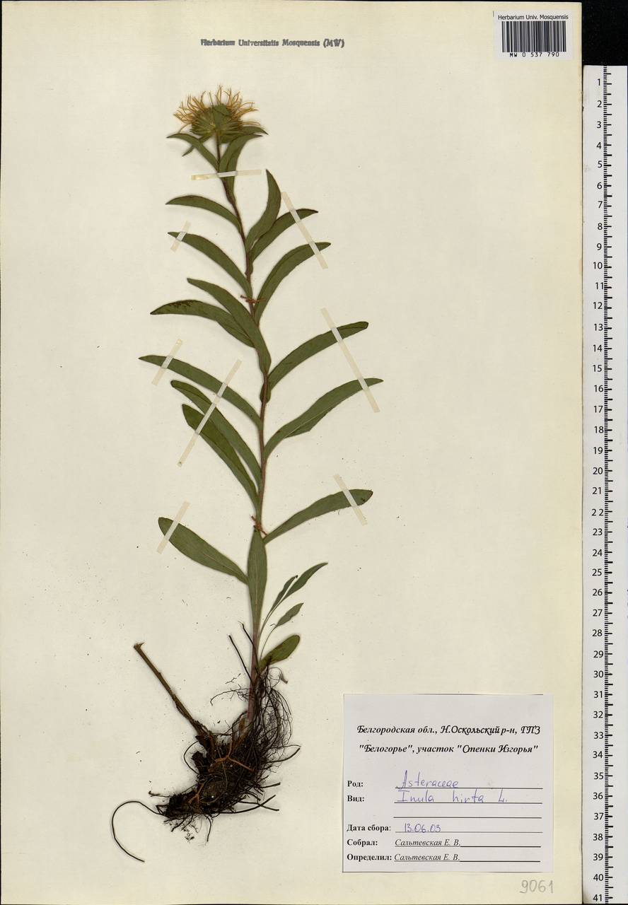 Pentanema hirtum (L.) D. Gut. Larr., Santos-Vicente, Anderb., E. Rico & M. M. Mart. Ort., Eastern Europe, Central forest-and-steppe region (E6) (Russia)