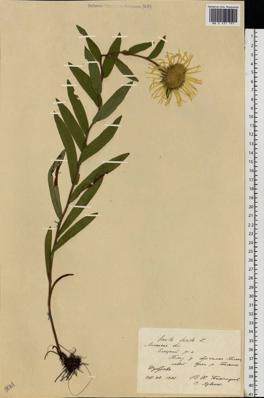 Pentanema hirtum (L.) D. Gut. Larr., Santos-Vicente, Anderb., E. Rico & M. M. Mart. Ort., Eastern Europe, Central forest-and-steppe region (E6) (Russia)