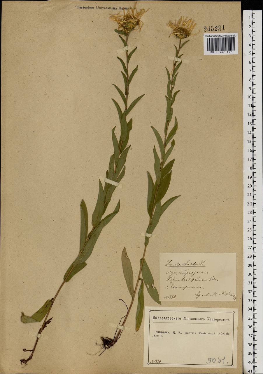 Pentanema hirtum (L.) D. Gut. Larr., Santos-Vicente, Anderb., E. Rico & M. M. Mart. Ort., Eastern Europe, Central forest-and-steppe region (E6) (Russia)