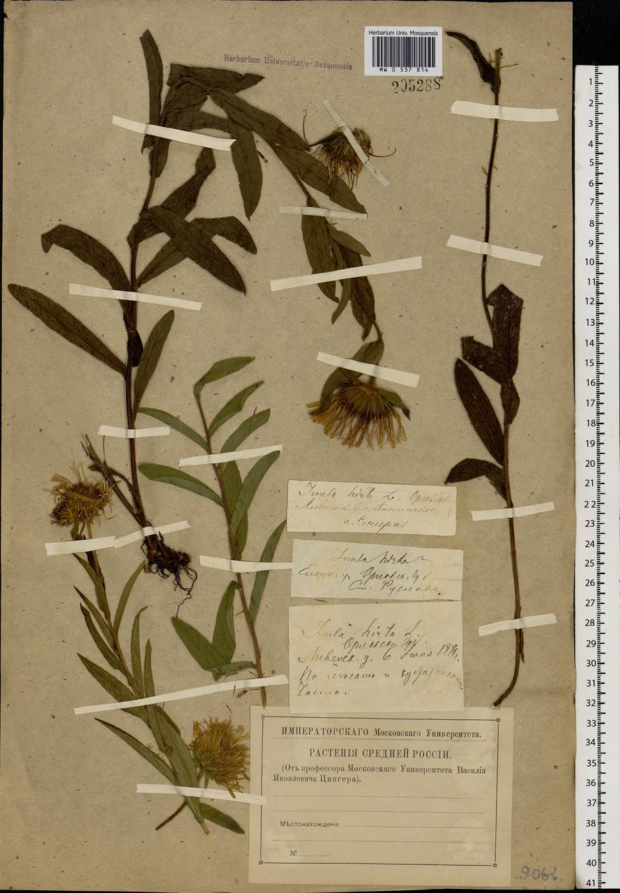 Pentanema hirtum (L.) D. Gut. Larr., Santos-Vicente, Anderb., E. Rico & M. M. Mart. Ort., Eastern Europe, Central forest-and-steppe region (E6) (Russia)