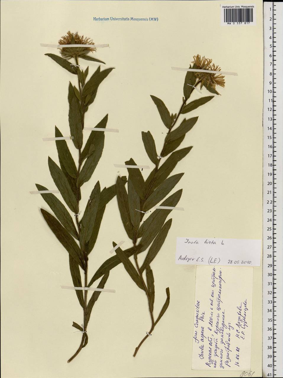 Pentanema hirtum (L.) D. Gut. Larr., Santos-Vicente, Anderb., E. Rico & M. M. Mart. Ort., Eastern Europe, Central forest-and-steppe region (E6) (Russia)