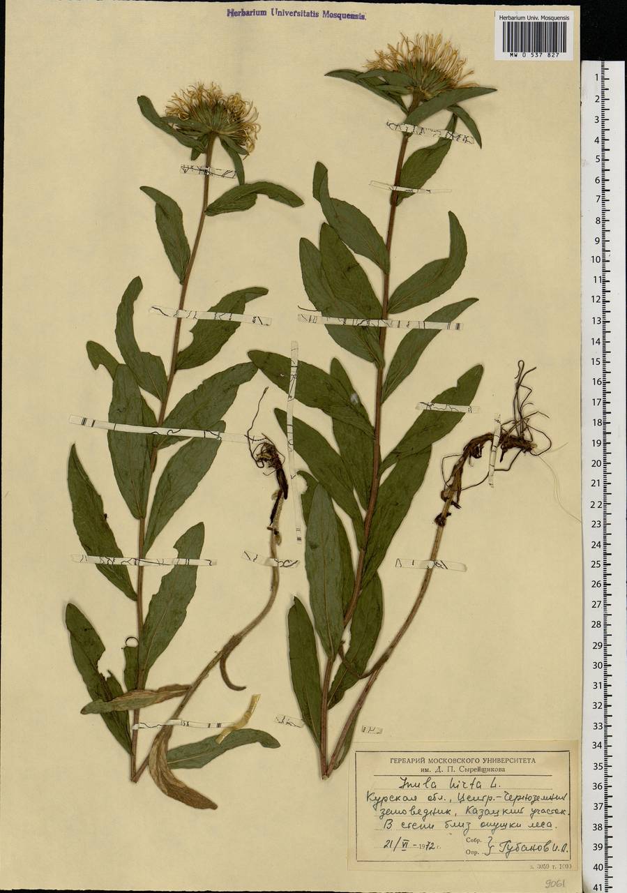 Pentanema hirtum (L.) D. Gut. Larr., Santos-Vicente, Anderb., E. Rico & M. M. Mart. Ort., Eastern Europe, Central forest-and-steppe region (E6) (Russia)