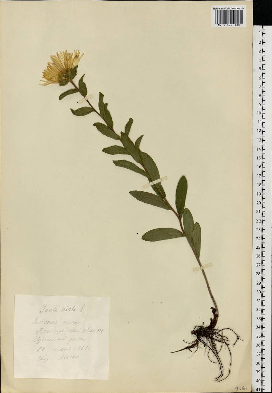 Pentanema hirtum (L.) D. Gut. Larr., Santos-Vicente, Anderb., E. Rico & M. M. Mart. Ort., Eastern Europe, Central forest-and-steppe region (E6) (Russia)