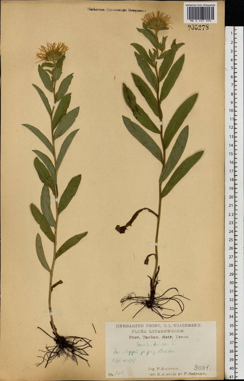 Pentanema hirtum (L.) D. Gut. Larr., Santos-Vicente, Anderb., E. Rico & M. M. Mart. Ort., Eastern Europe, Central forest-and-steppe region (E6) (Russia)