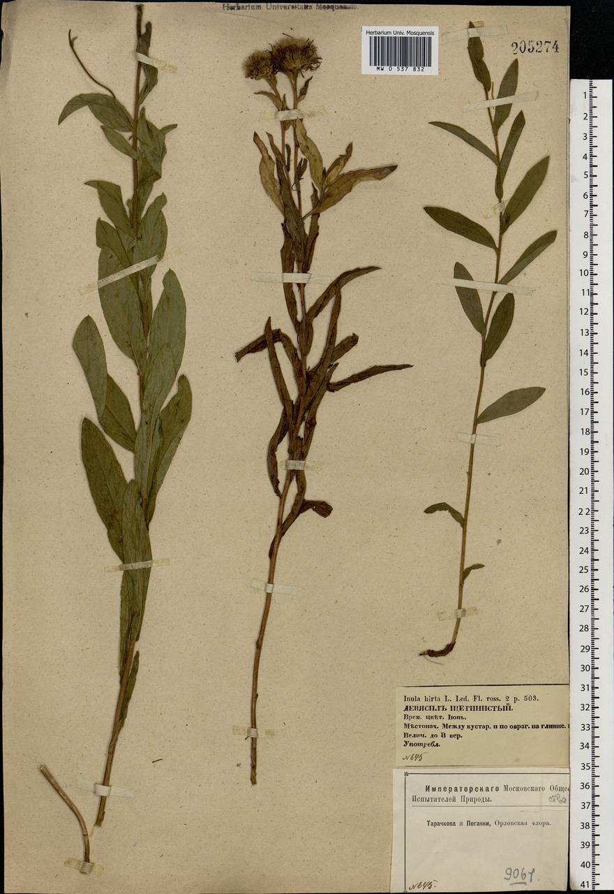 Pentanema hirtum (L.) D. Gut. Larr., Santos-Vicente, Anderb., E. Rico & M. M. Mart. Ort., Eastern Europe, Central forest-and-steppe region (E6) (Russia)