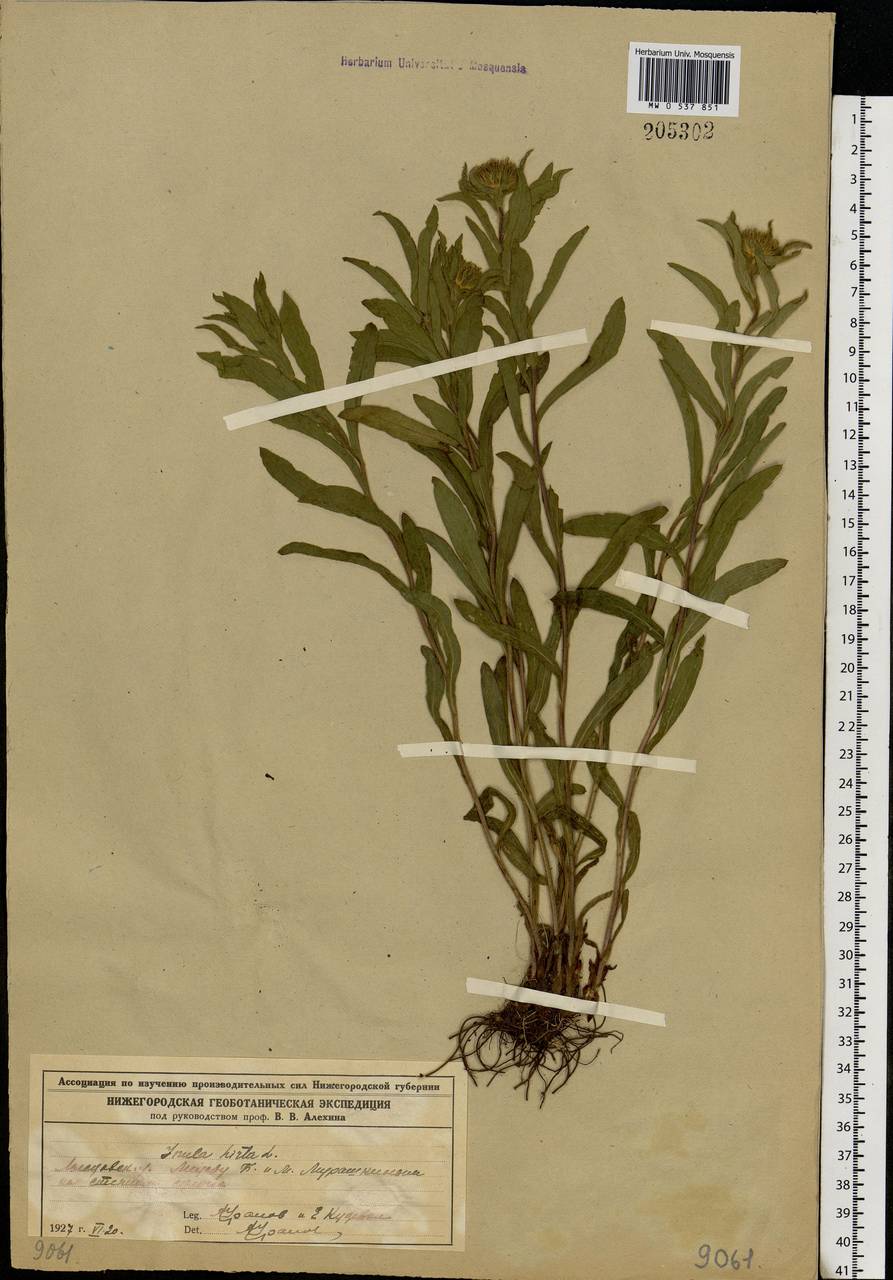 Pentanema hirtum (L.) D. Gut. Larr., Santos-Vicente, Anderb., E. Rico & M. M. Mart. Ort., Eastern Europe, Volga-Kama region (E7) (Russia)