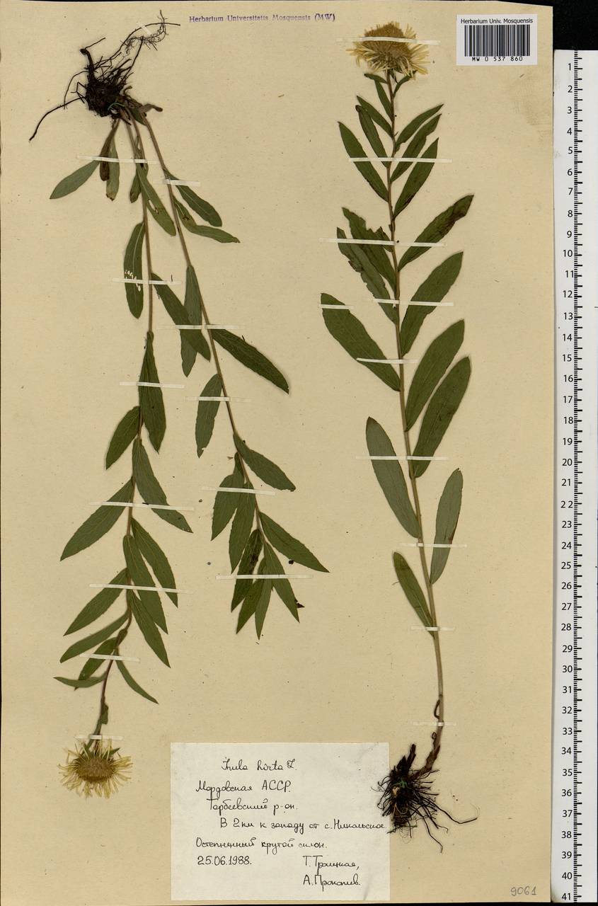 Pentanema hirtum (L.) D. Gut. Larr., Santos-Vicente, Anderb., E. Rico & M. M. Mart. Ort., Eastern Europe, Middle Volga region (E8) (Russia)