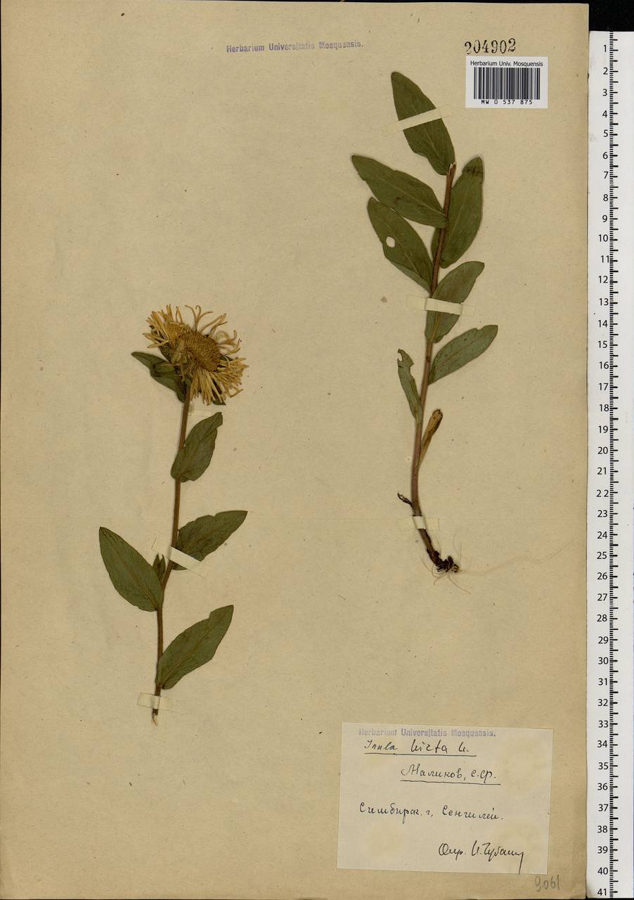 Pentanema hirtum (L.) D. Gut. Larr., Santos-Vicente, Anderb., E. Rico & M. M. Mart. Ort., Eastern Europe, Middle Volga region (E8) (Russia)
