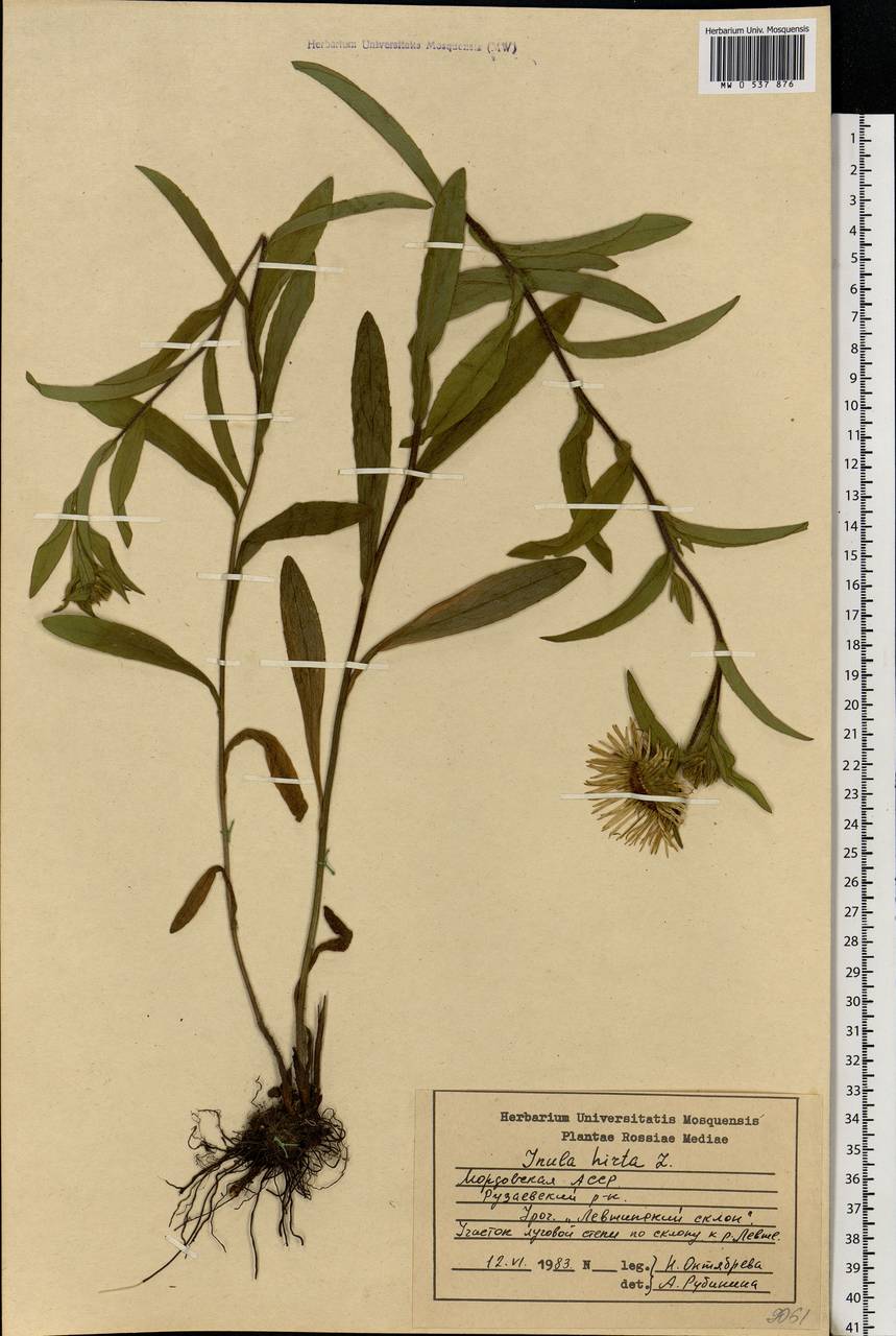 Pentanema hirtum (L.) D. Gut. Larr., Santos-Vicente, Anderb., E. Rico & M. M. Mart. Ort., Eastern Europe, Middle Volga region (E8) (Russia)