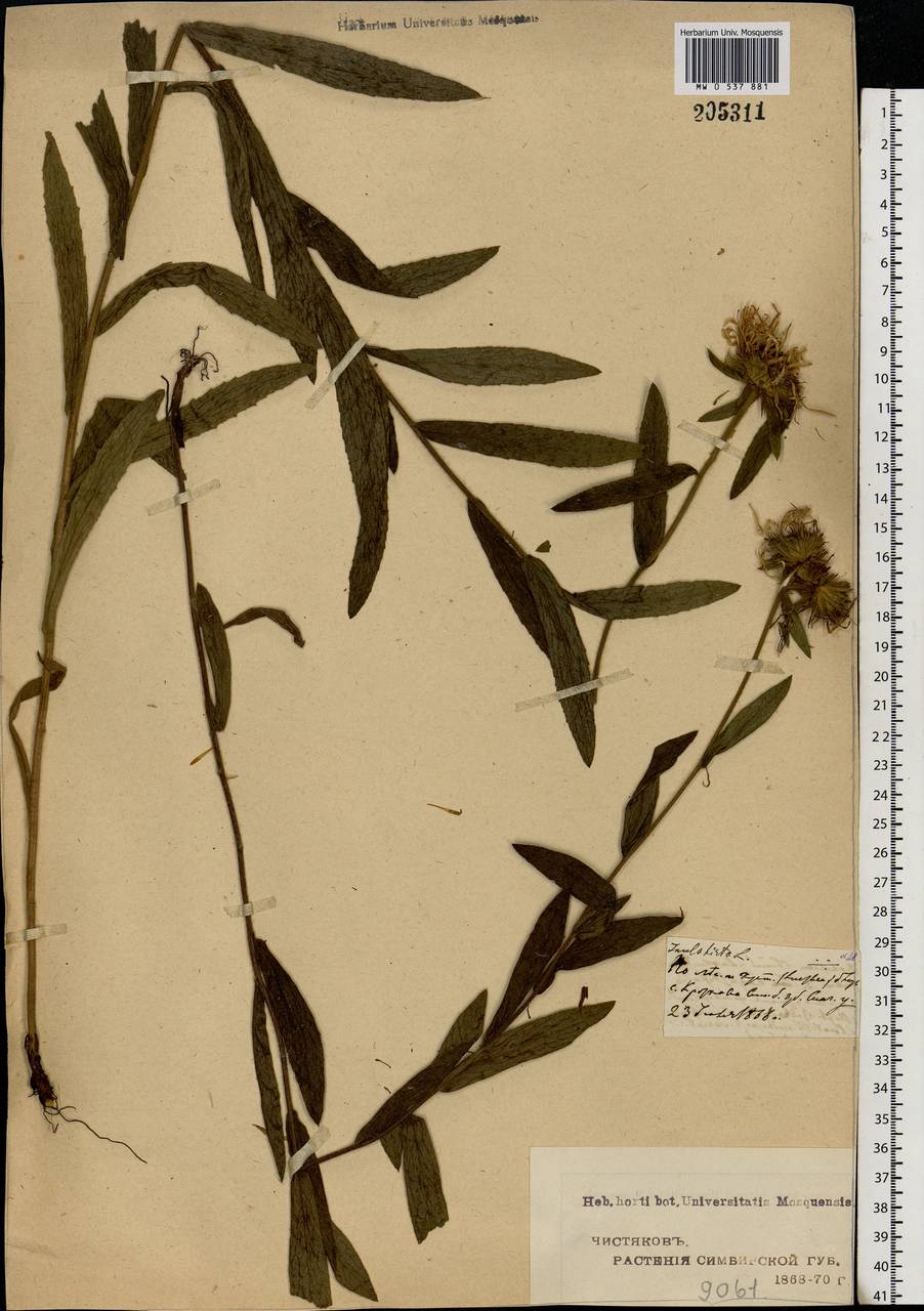Pentanema hirtum (L.) D. Gut. Larr., Santos-Vicente, Anderb., E. Rico & M. M. Mart. Ort., Eastern Europe, Middle Volga region (E8) (Russia)