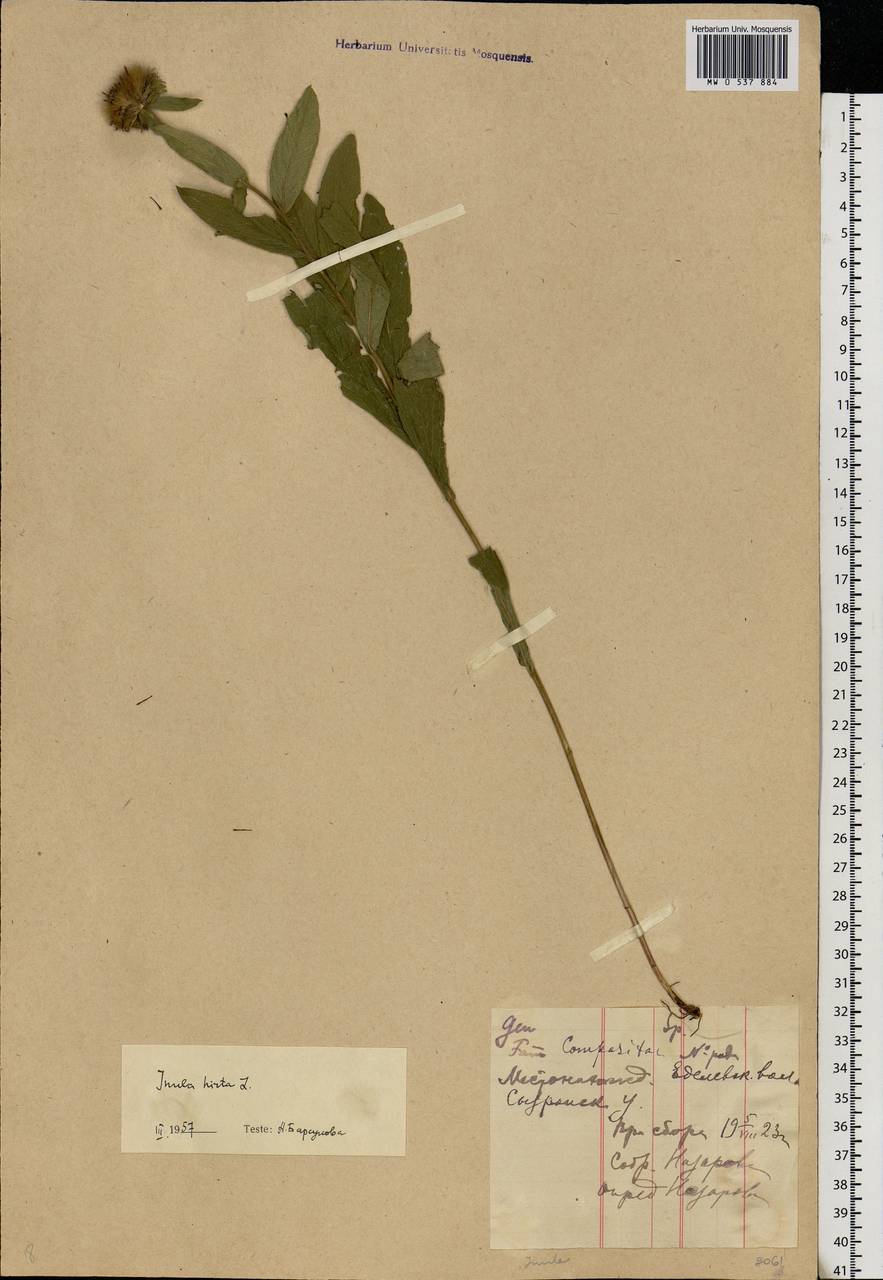 Pentanema hirtum (L.) D. Gut. Larr., Santos-Vicente, Anderb., E. Rico & M. M. Mart. Ort., Eastern Europe, Middle Volga region (E8) (Russia)