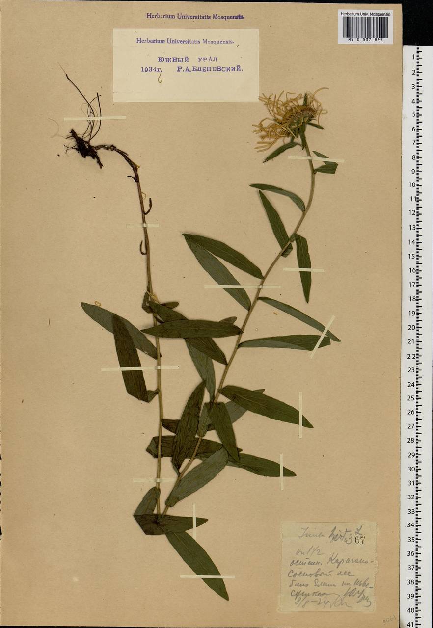 Pentanema hirtum (L.) D. Gut. Larr., Santos-Vicente, Anderb., E. Rico & M. M. Mart. Ort., Eastern Europe, Eastern region (E10) (Russia)