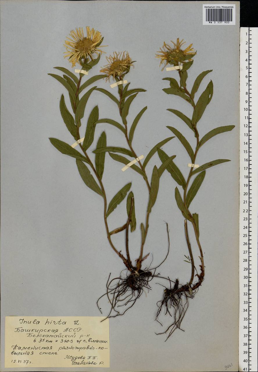 Pentanema hirtum (L.) D. Gut. Larr., Santos-Vicente, Anderb., E. Rico & M. M. Mart. Ort., Eastern Europe, Eastern region (E10) (Russia)