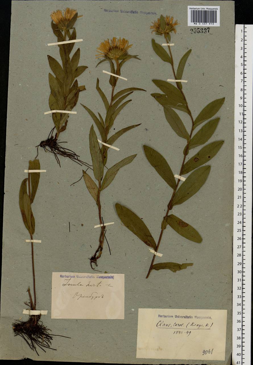 Pentanema hirtum (L.) D. Gut. Larr., Santos-Vicente, Anderb., E. Rico & M. M. Mart. Ort., Eastern Europe, Eastern region (E10) (Russia)