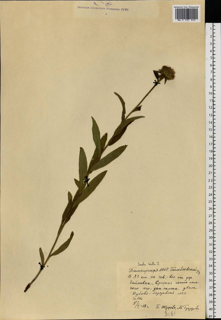 Pentanema hirtum (L.) D. Gut. Larr., Santos-Vicente, Anderb., E. Rico & M. M. Mart. Ort., Eastern Europe, Eastern region (E10) (Russia)