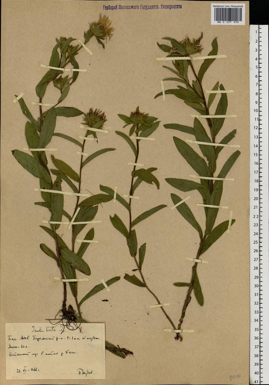 Pentanema hirtum (L.) D. Gut. Larr., Santos-Vicente, Anderb., E. Rico & M. M. Mart. Ort., Eastern Europe, Eastern region (E10) (Russia)