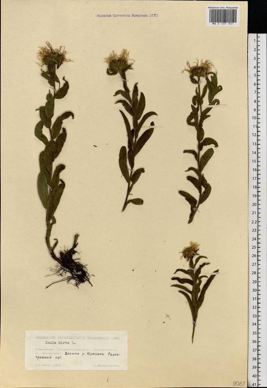 Pentanema hirtum (L.) D. Gut. Larr., Santos-Vicente, Anderb., E. Rico & M. M. Mart. Ort., Eastern Europe, Eastern region (E10) (Russia)