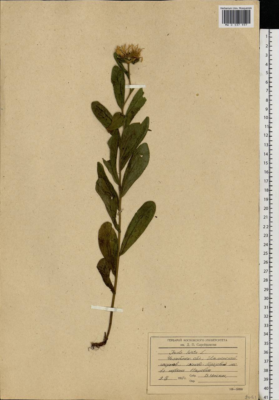 Pentanema hirtum (L.) D. Gut. Larr., Santos-Vicente, Anderb., E. Rico & M. M. Mart. Ort., Eastern Europe, Eastern region (E10) (Russia)